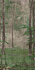 Матовый керамогранит ABK Wide and Style PF60009508 D+ Woods B 280х120см 3,36кв.м.