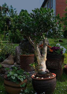 Светильник ландшафтный EGLO SPINETOLI 2 900117 0,24Вт IP65 LED прозрачный