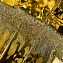 Люстра подвесная Favourite Midas 3017-25P 1000Вт 25 лампочек E14